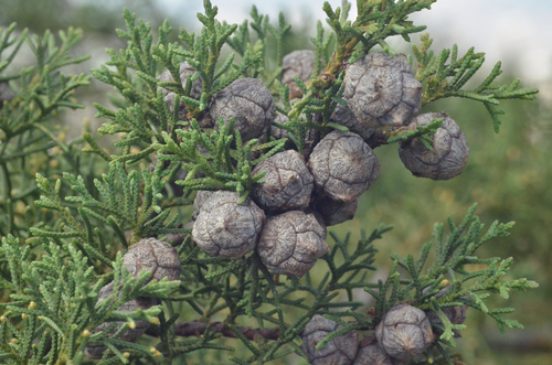 Cypress Family (Family Cupressaceae) · INaturalist