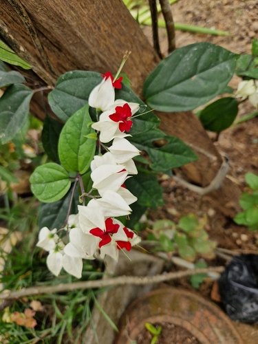 Bleeding glorybower