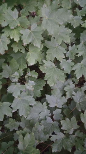 Balkan Maple