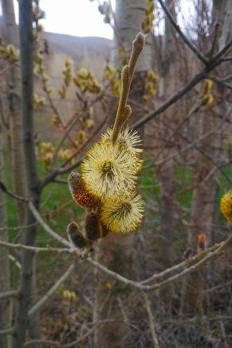 Egyptian willow (Salix aegyptiaca)