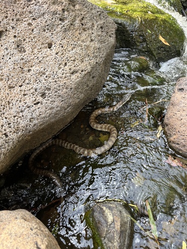 Tiger Snake sighting