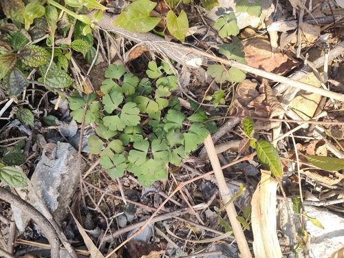 Muskroot semiaquilegia