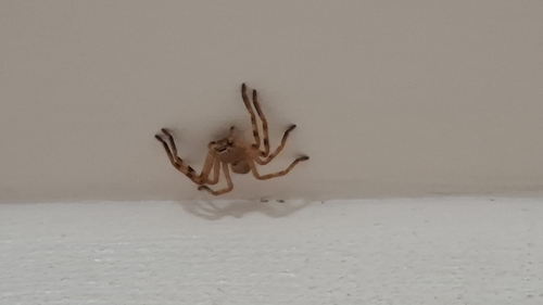 Silver-spotted Huntsman