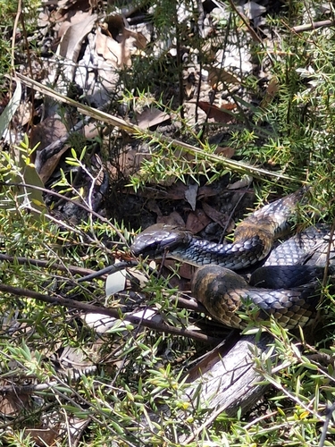 Tiger Snake sighting