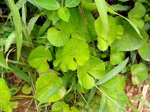 Indian pennywort
