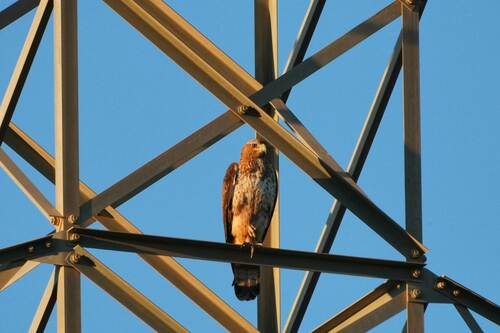 Avistamiento Águila perdicera o águila azor perdicera