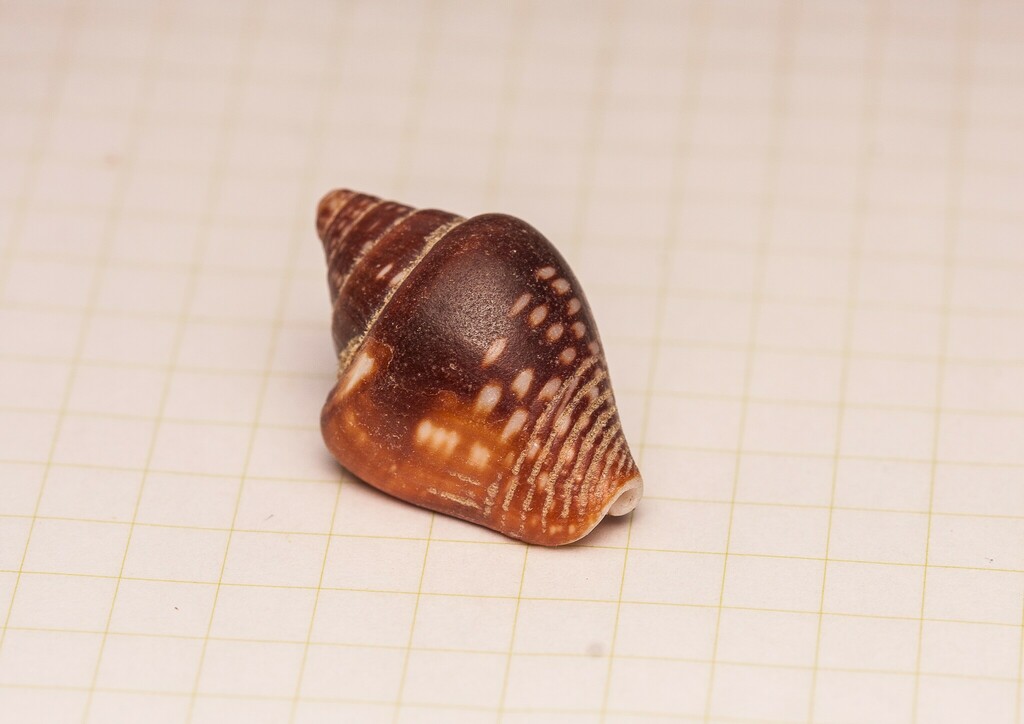 Columbella major from Playa Grande, Guanacaste Province, Costa Rica on ...