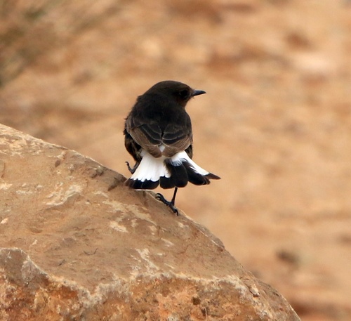Black Wheatear