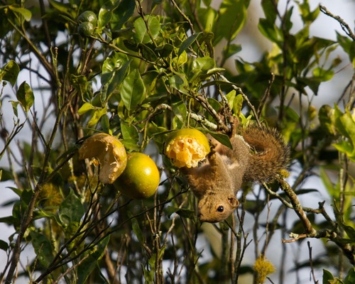 Kloss's Squirrel (Callosciurus albescens), listed as Data Deficient on the IUCN Red List