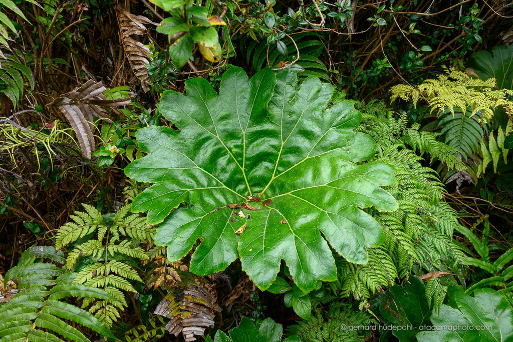 Gunnera bracteata