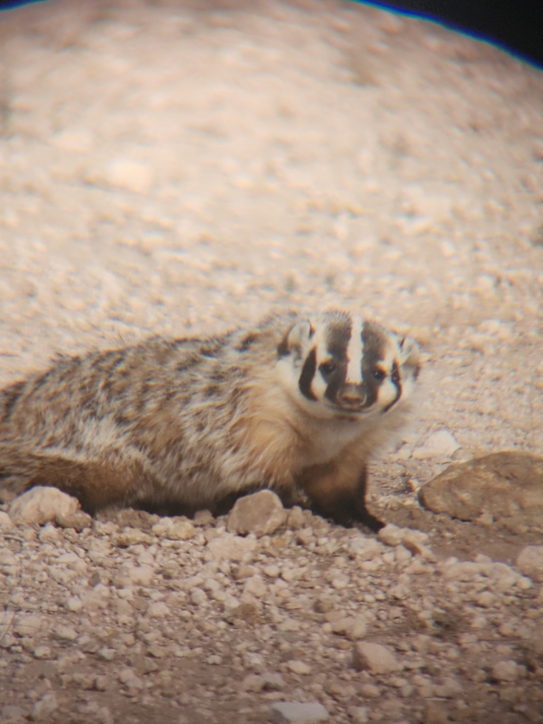American Badger from Odessa, TX 79766, USA on January 22, 2025 at 10:44 ...