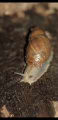 Plectostylus chilensis image