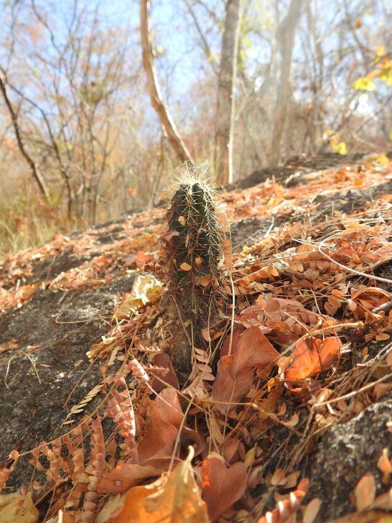Indian Comb from Culiacán, Sin., México on January 26, 2025 at 01:49 PM ...