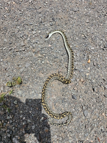 Coastal Carpet Python sighting