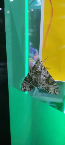Florestan Sphinx