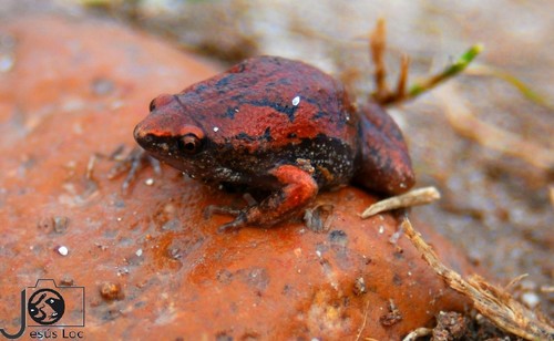 Two-spaded Narrow-mouthed Toad
