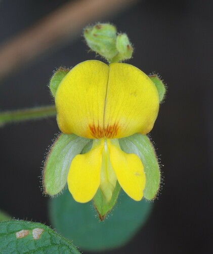 Rhynchosia rufescens