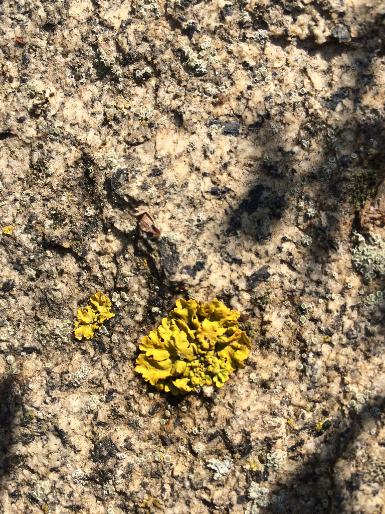 common-sunburst-lichen-from-carmel-middle-school-carmel-ca-us-on