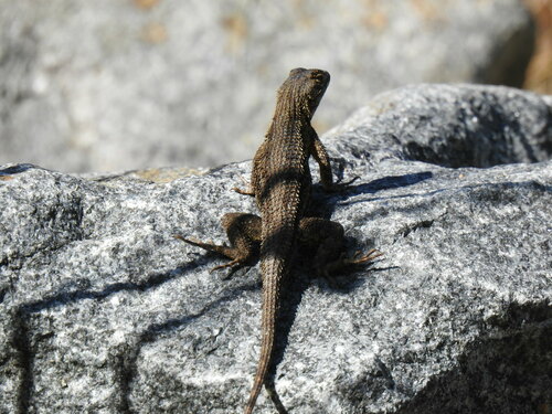 iNaturalist observation photo of Western Fence Lizard