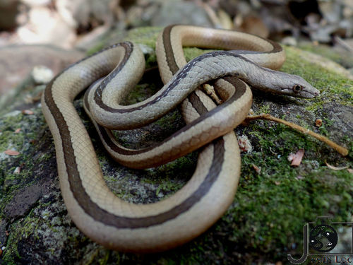 Ridgehead Snake