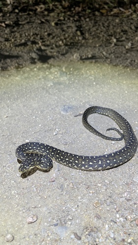 Diamond Python sighting