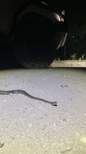 Diamond Python sighting