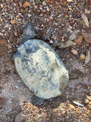 Geoffroy’s Side-necked Turtle