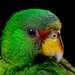 White-fronted Parrot - Photo (c) Jose G. Martinez-Fonseca, all rights reserved