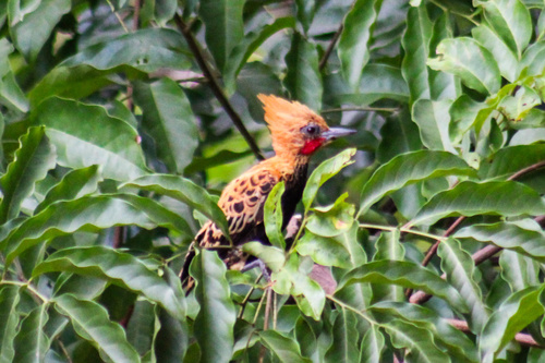 Ochre-backed Woodpecker