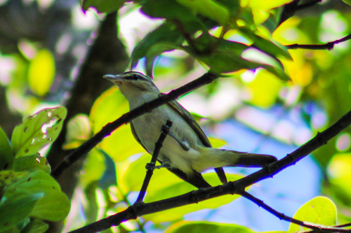 Chivi Vireo