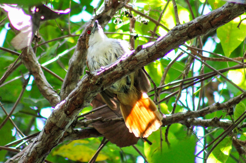 Great Antshrike