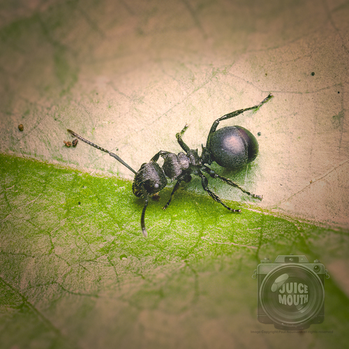 Polyrhachis phidiasPolyrhachis phidias