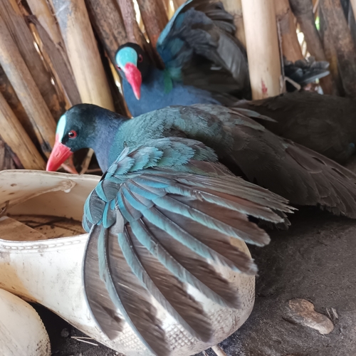 Allen's Gallinule