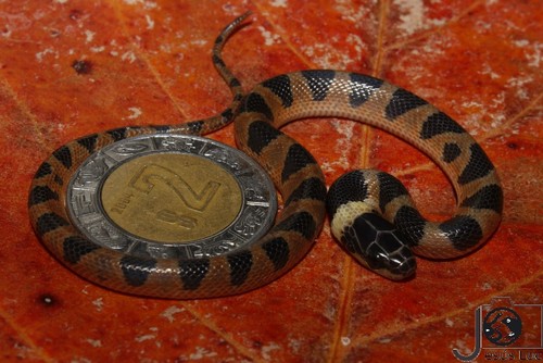 Southwestern Cat-eyed Snake