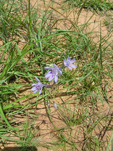 Afrosolen erythranthus