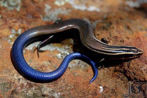 Oak Forest Skink