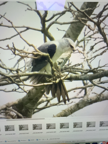 Black-winged Kite
