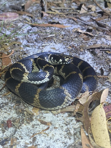 Stephens' Banded Snake sighting