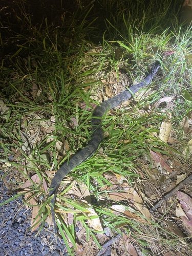 Southern Death Adder sighting