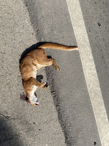 Jaguarundi