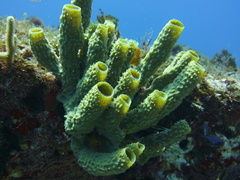 Branching Sponge