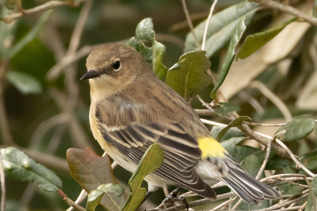 Yellow-rumped Warbler from City Park, New Orleans, LA, USA on January ...