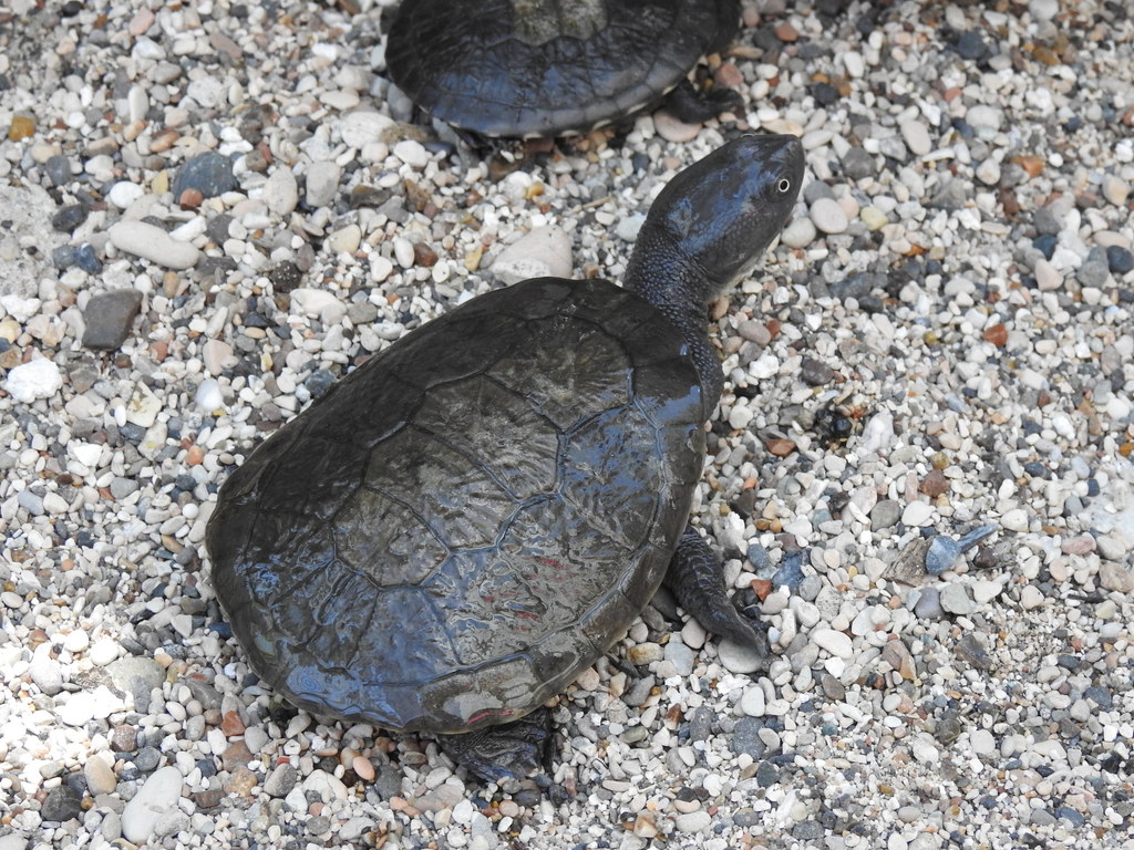 Chelodina Murrayi