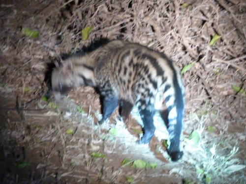 African Civet