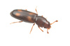 Rhizophagus minutus - Photo (c) Graham Montgomery, all rights reserved, uploaded by Graham Montgomery