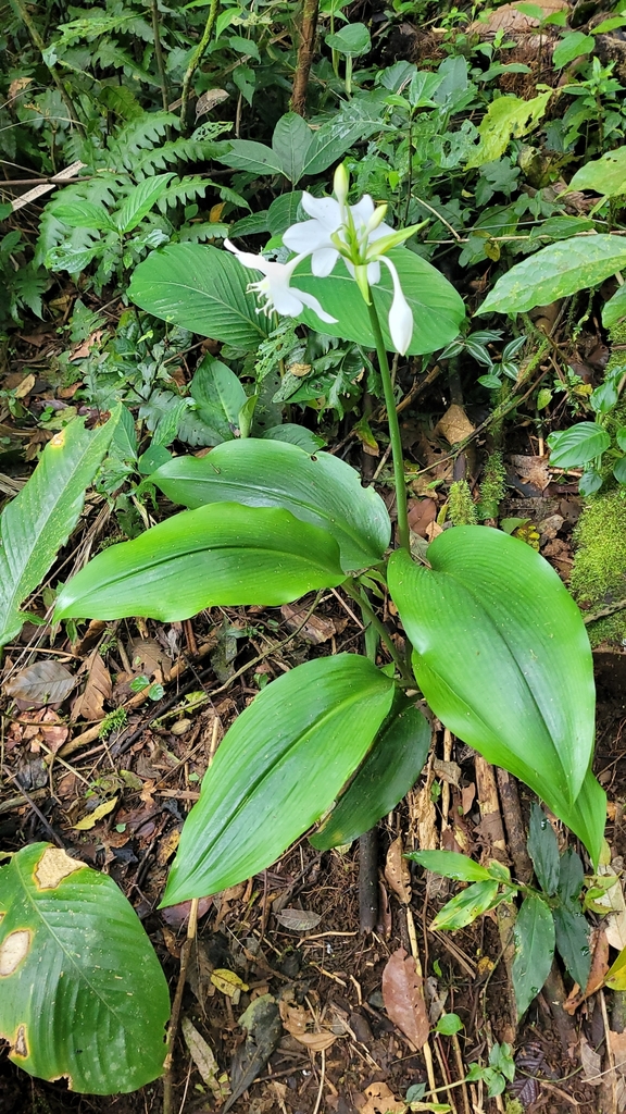 Amazon Lily (Urceolina amazonica)  iNaturalist