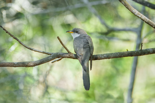 Yellow-billed Cuckoo