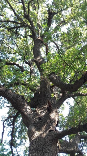 Spanish Oak