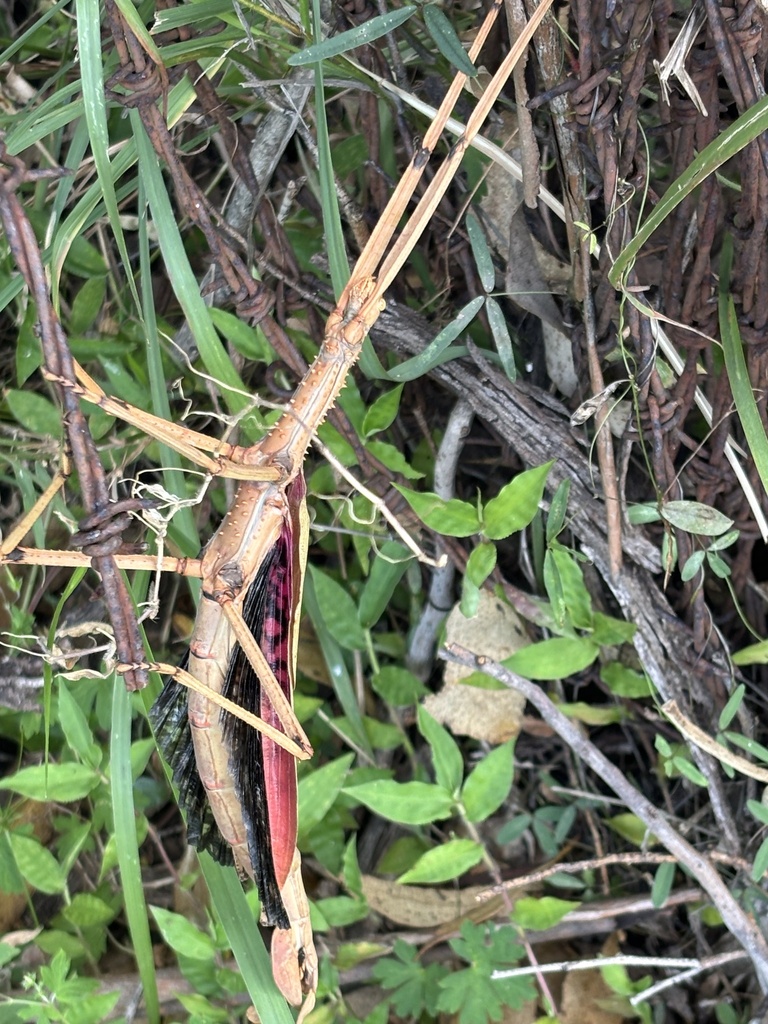 Giant Spiny Acrophylla from Yabbra Rd, Yabbra, NSW, AU on December 30 ...