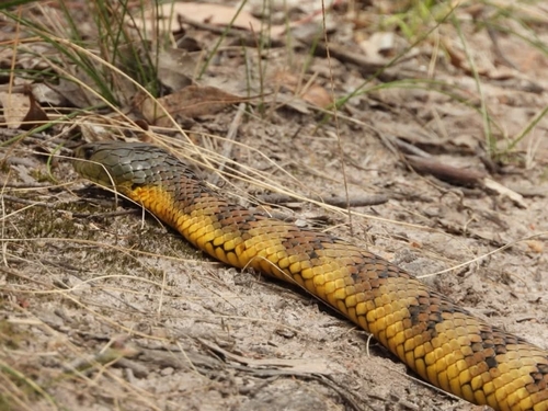 Tiger Snake sighting